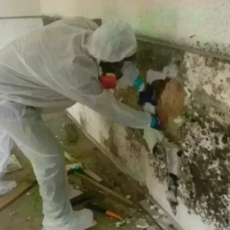 Mold Remediation and Removal in Earth, TX